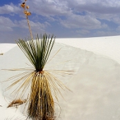White Sands 03